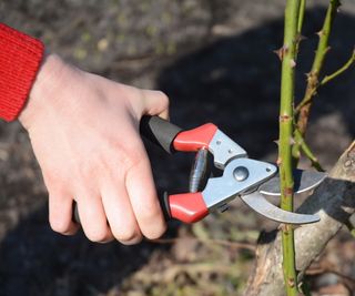 Rose pruning in winter with secateurs