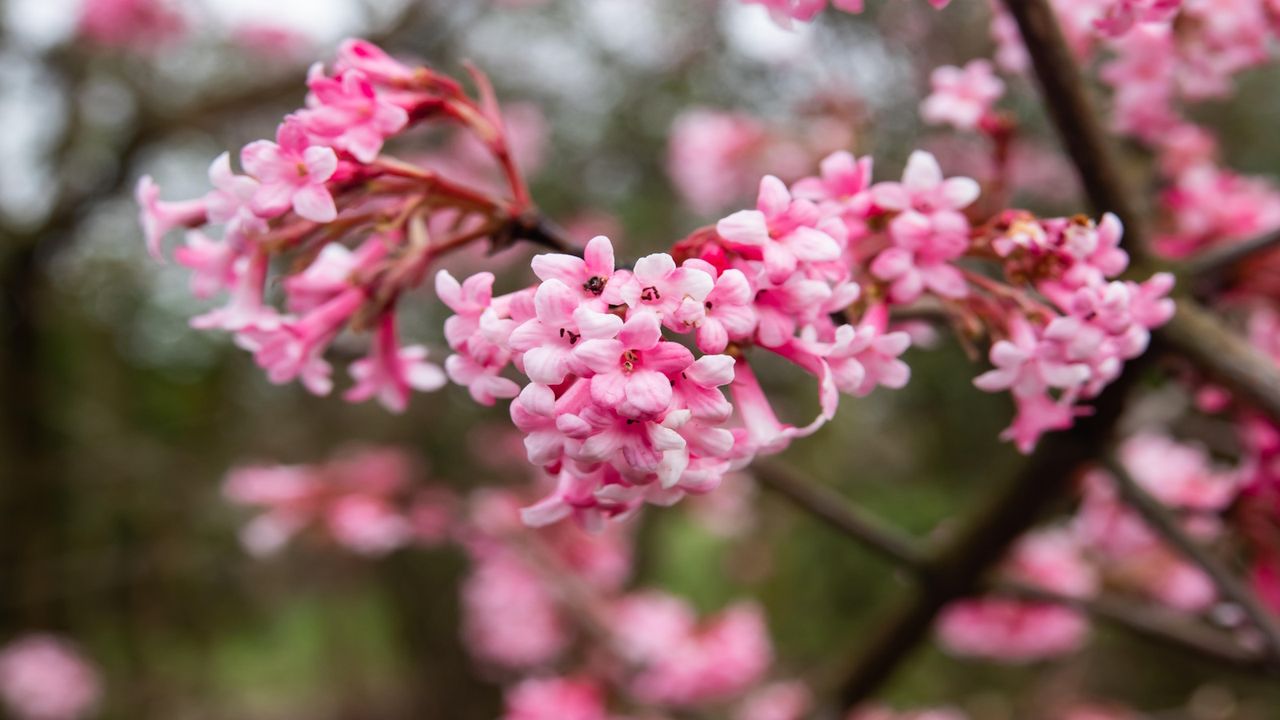 viburnum dawn