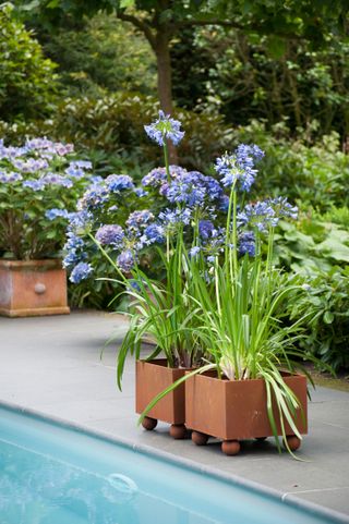 container gardening ideas: agapanthus in corten steel containers