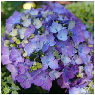 A close-up of Let's Dance Lovable™ Bigleaf Hydrangeas from Jackson & Perkins