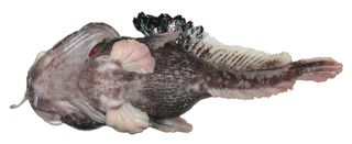 A view of the hopbeard plunderfish's under belly.