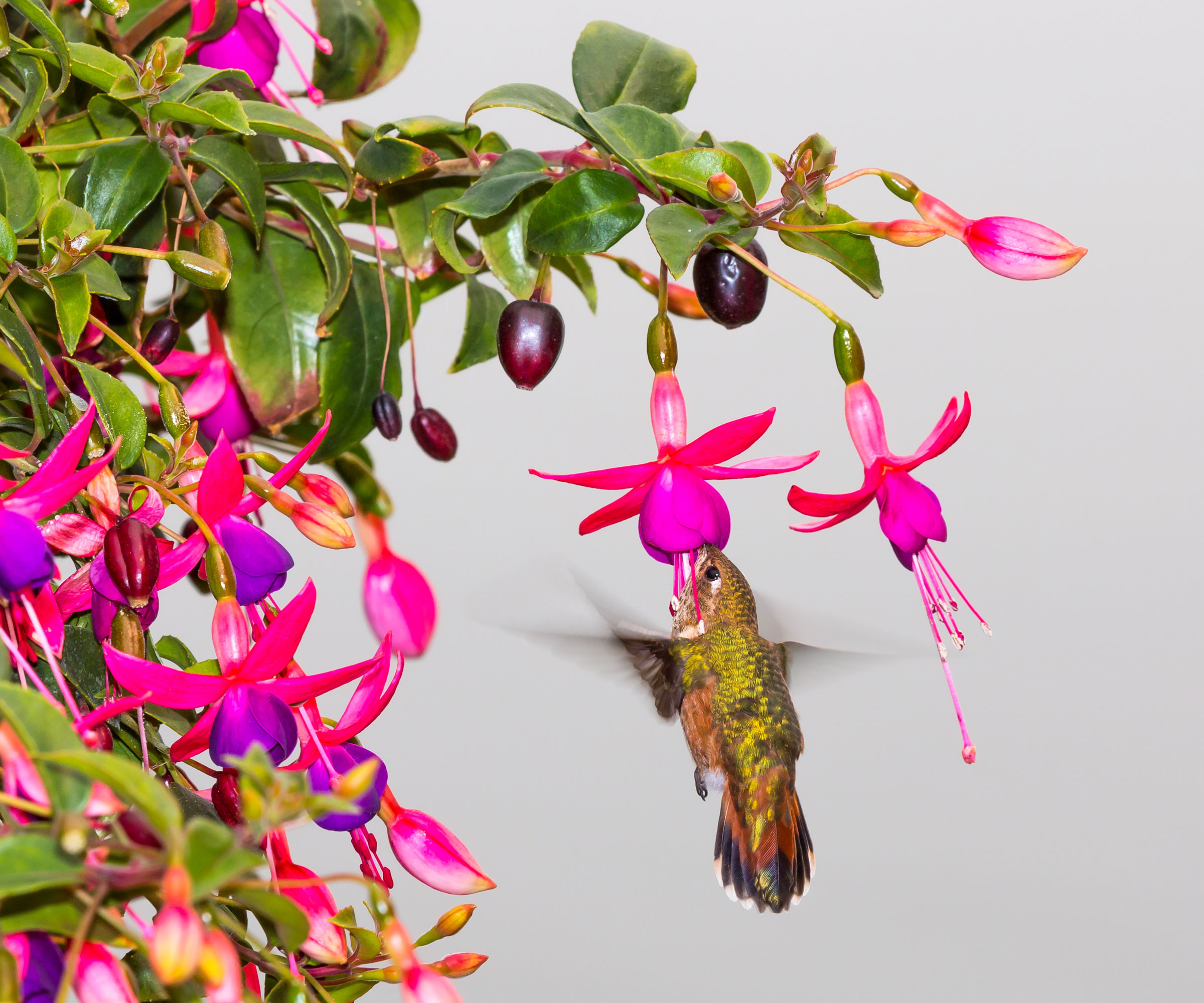hummingbird feeding from fuchsia flowers