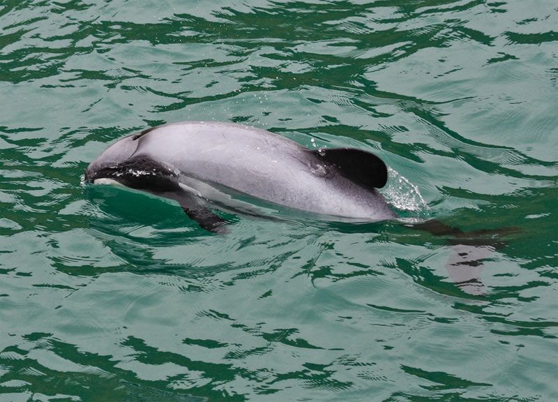 hector&#039;s dolphin swims in New Zealand waters