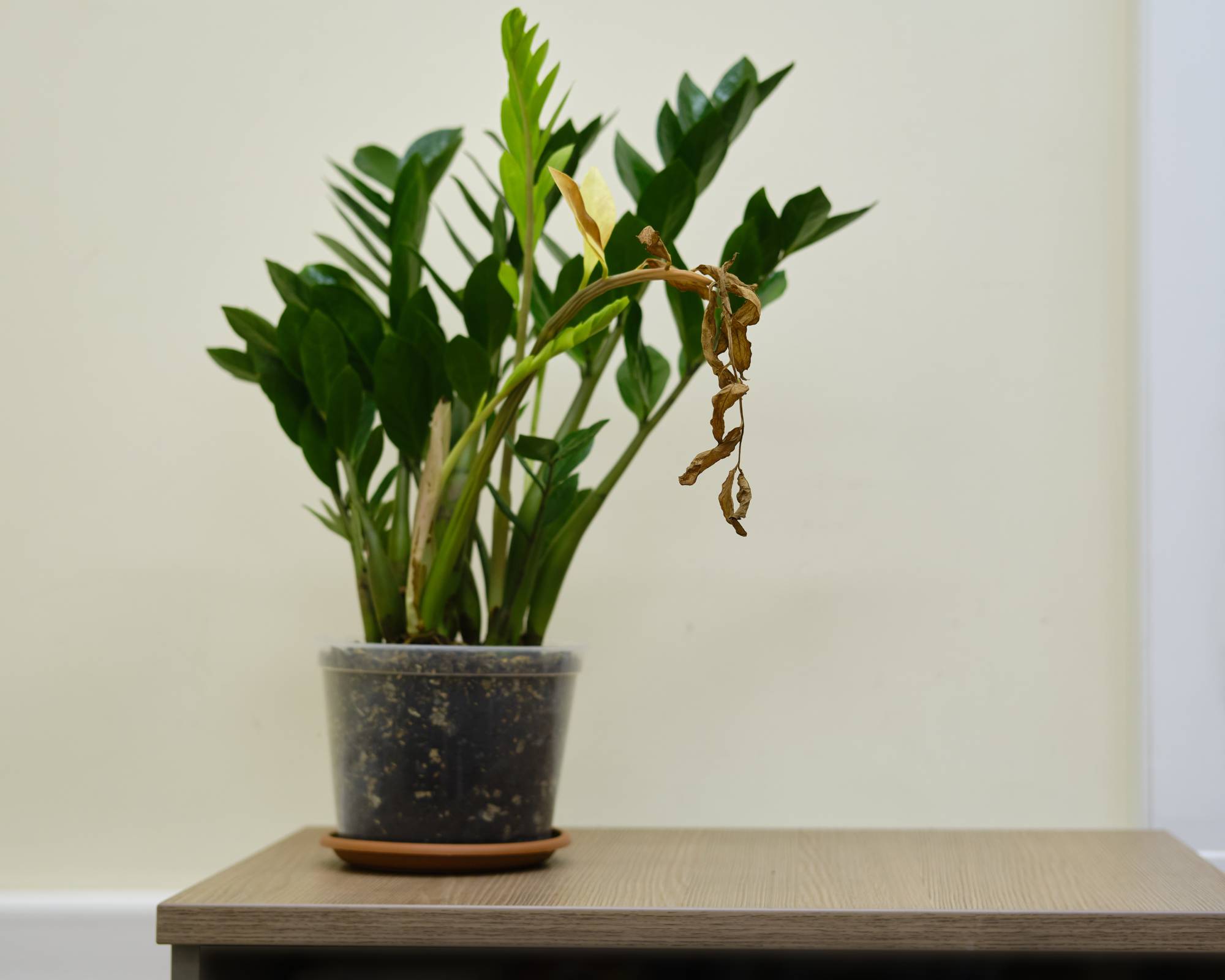 Wilted and drooping leaves on zz plant