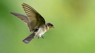 Pacific swallow in flight