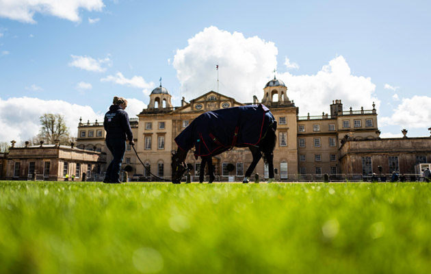 Badminton, Stroud, Gloucestershire, England, UK. 2nd May 2018. Imogen Gloag's ride (GBR), who is the youngest rider at 22, Brendonhill Doublet enjoys some grass and relaxtion prior to the trot up parade. Badminton is one of only six annual Concours Compl