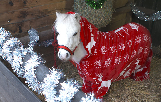 Onesie-Trick-Pony-3.jpg
