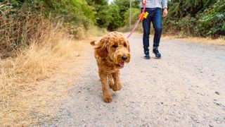 Brown dog walking with owner on a dirt path with a red leash