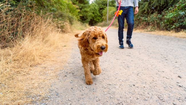 Dog ownership laws and pet rules in the US | PetsRadar