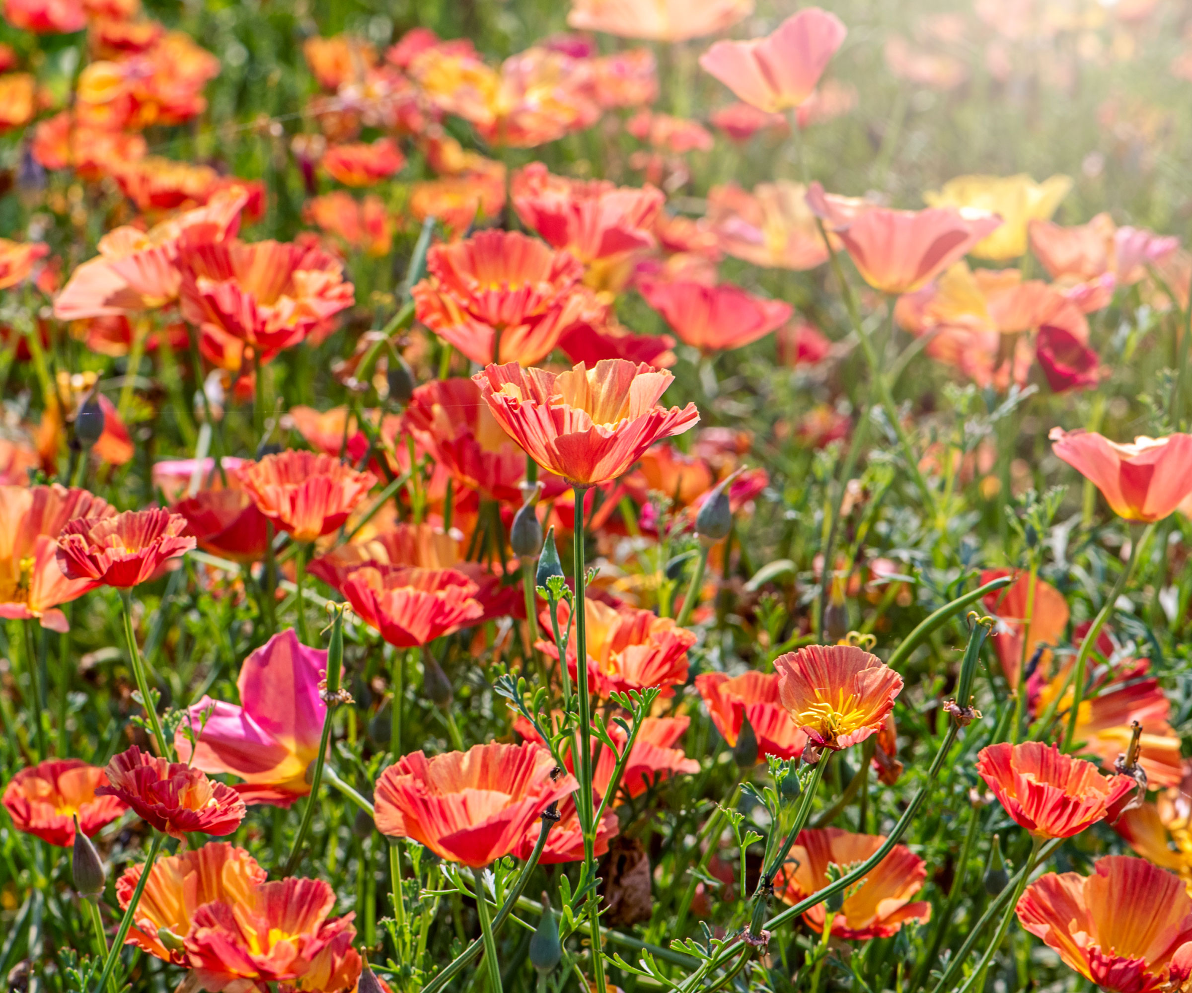 orange poppies in backyard border