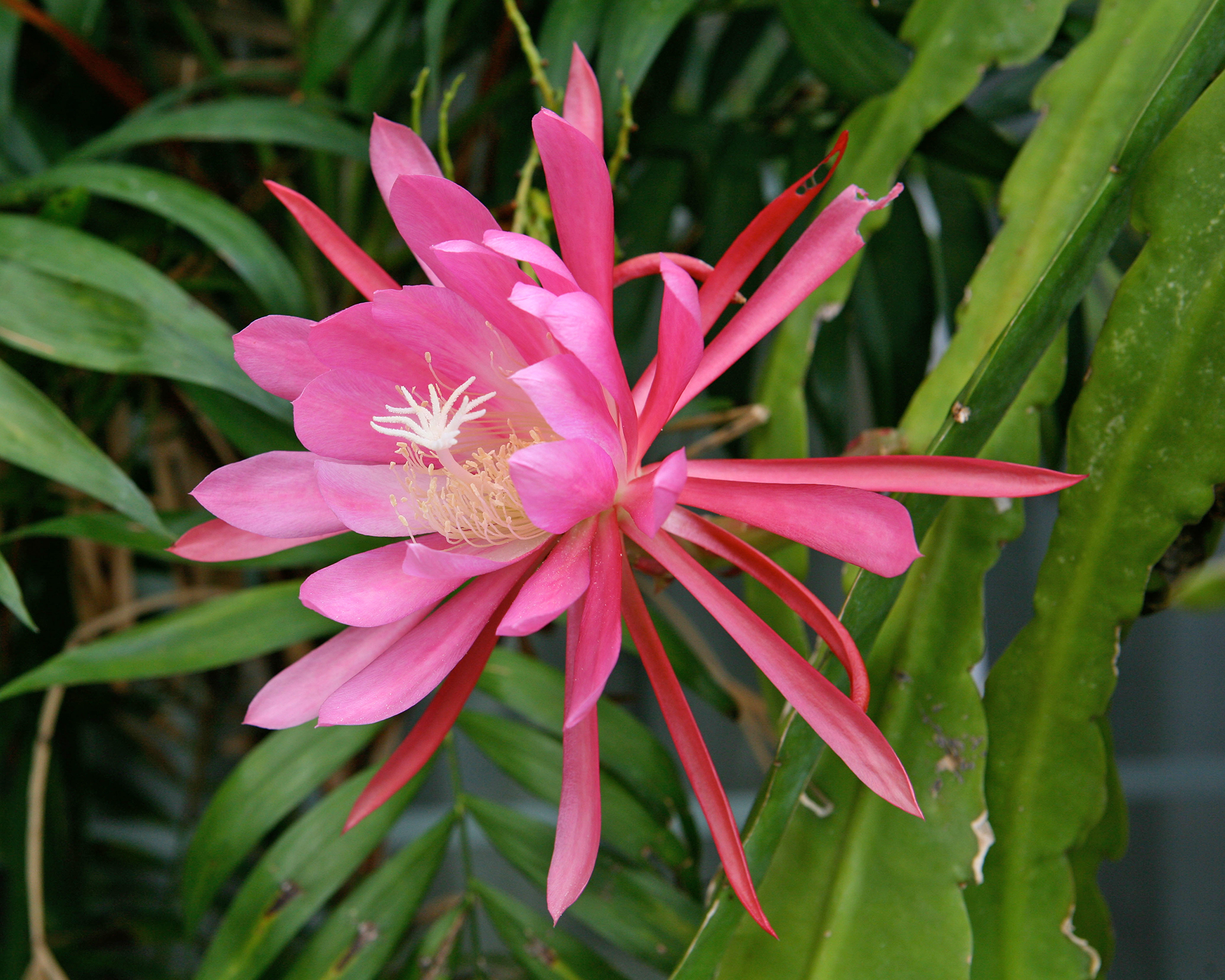 Pink orchid cactus flower