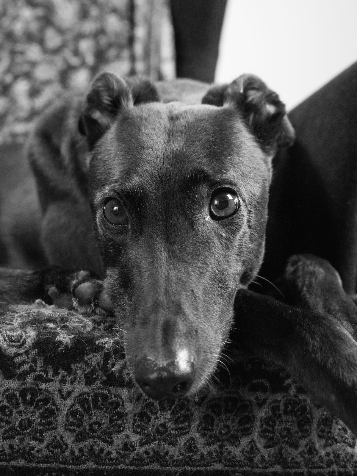 A black and white image of a greyhound.