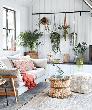 hanging plants in living room
