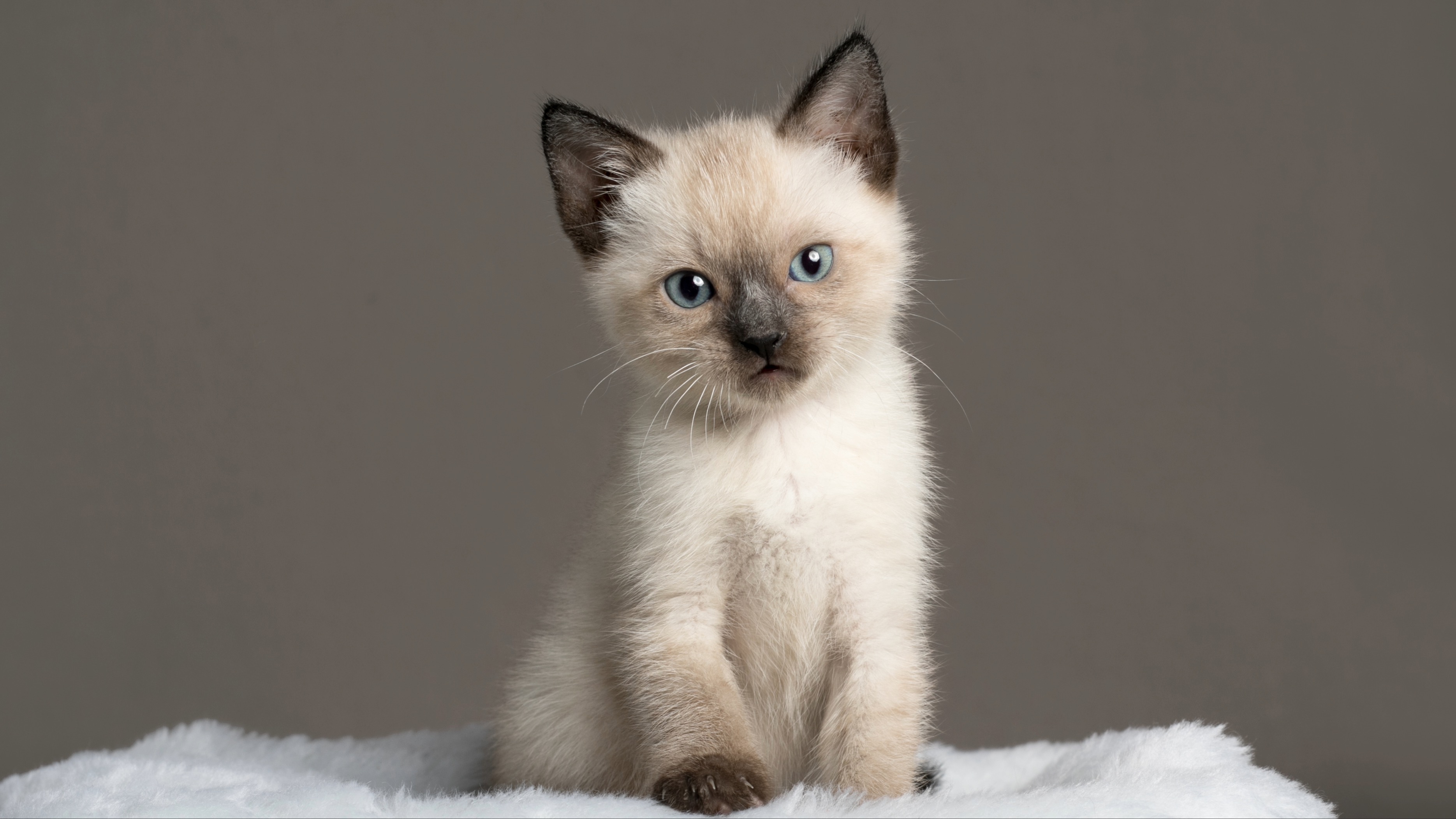 Siamese kitten