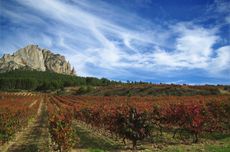 SL_vineyards.jpg
