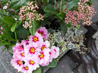 winter container with skimmia japonica and primula