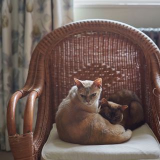 two cats curled up on a wicker chair