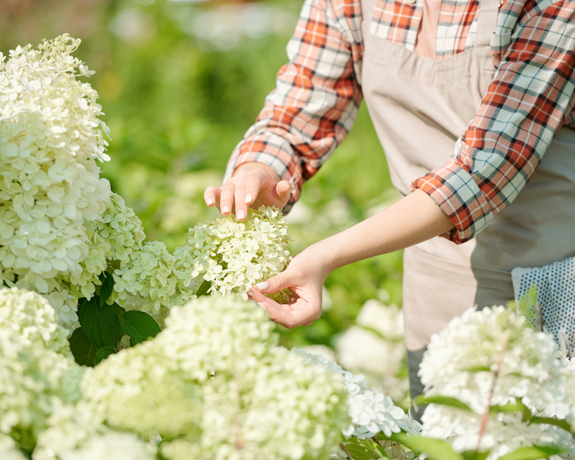 hydrangea paniculata