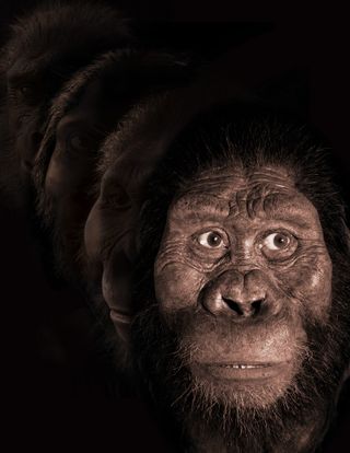 reconstruction of face of australopithecus