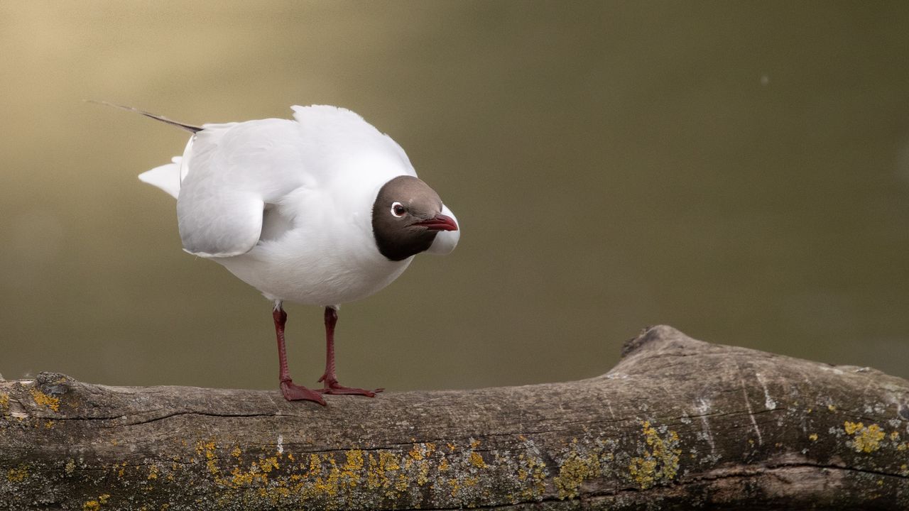 Wildlife photography shot with the Canon EOS R1 and EOS 1DX Mark III cameras