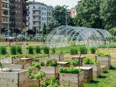 Urban Garden With Raised Garden Beds And Plants