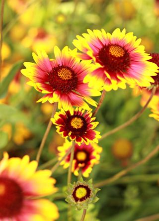 gaillardia