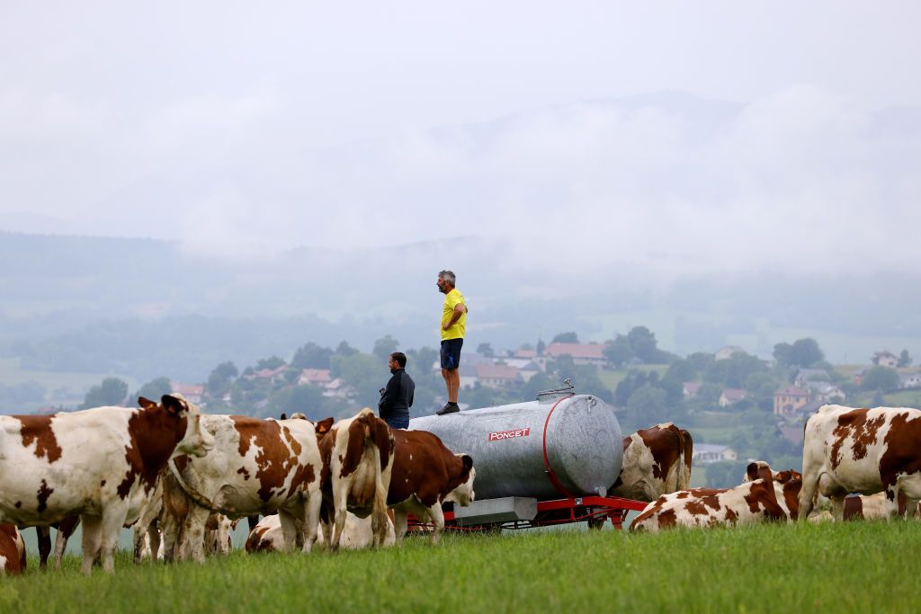 LE GRAND BORNAND FRANCE JULY 03 Cows farmers during the 108th Tour de France 2021 Stage 8 a 1508km stage from Oyonnax to Le GrandBornand LeTour TDF2021 on July 03 2021 in Le Grand Bornand France Photo by Tim de WaeleGetty Images