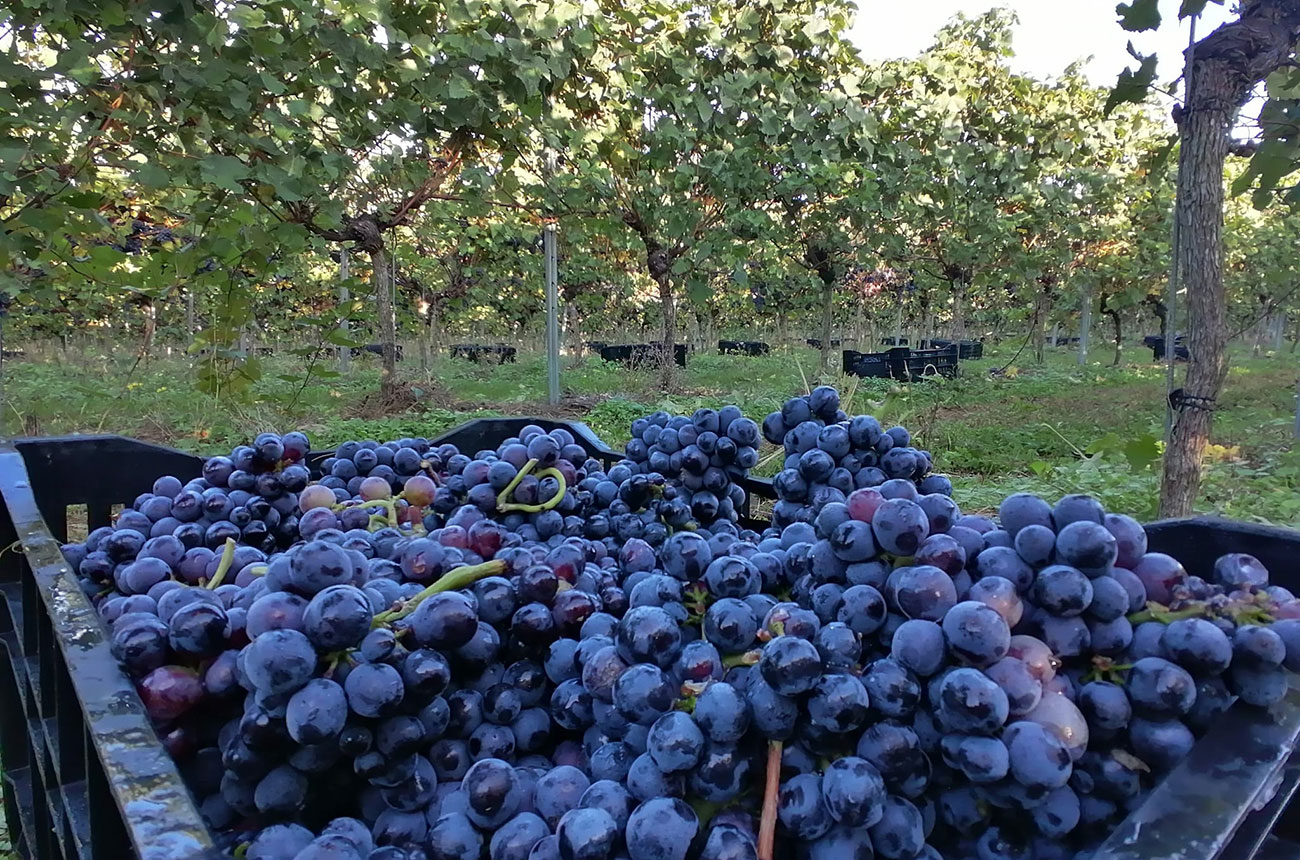 UK 2022 wine harvest at Langham Wine Estate