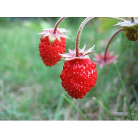 Sherwood's Seeds Red Wonder Alpine Strawberry Live Plants