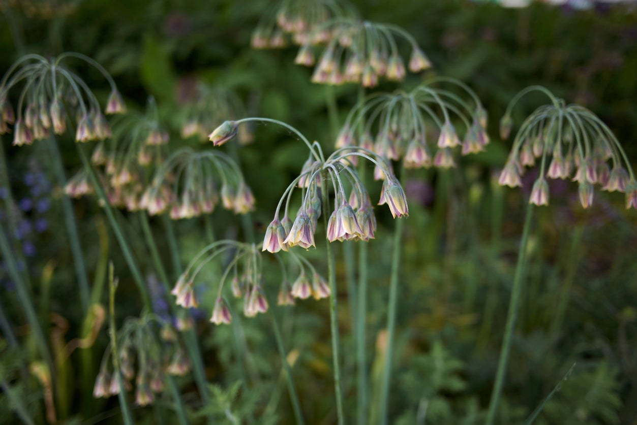 Nectaroscordum Bulb Care: Tips For Growing Honey Lilies In The Garden |  Gardening Know How