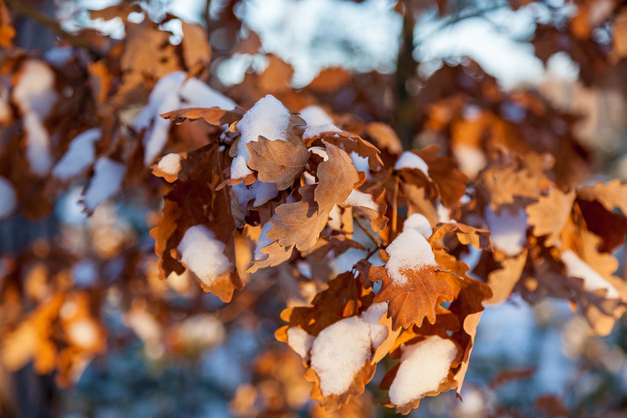 A brown leaf hanging from a tree branch. Beech leaf winter leaf