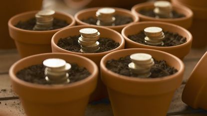 Stacks of coins in flowerpots