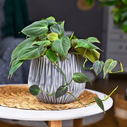 Potted philodendron micans on a table