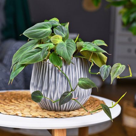 Potted philodendron micans on a table