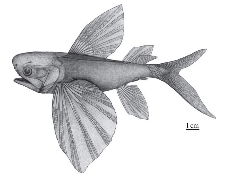 A drawing of what an ancient flying fish, &lt;em&gt;Potanichthys xingyiensis&lt;/em&gt;, might have looked like more than 235 million years ago.