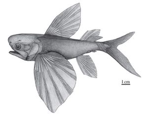 A drawing of what an ancient flying fish, <em>Potanichthys xingyiensis</em>, might have looked like more than 235 million years ago.