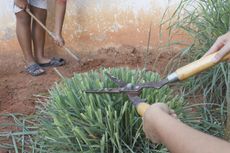 Pruning Of A Lemongrass Plant