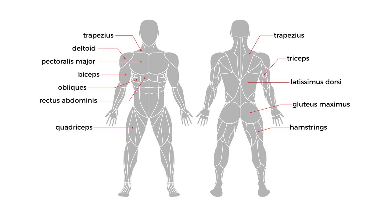 Which muscles do pull-ups work? | Live Science