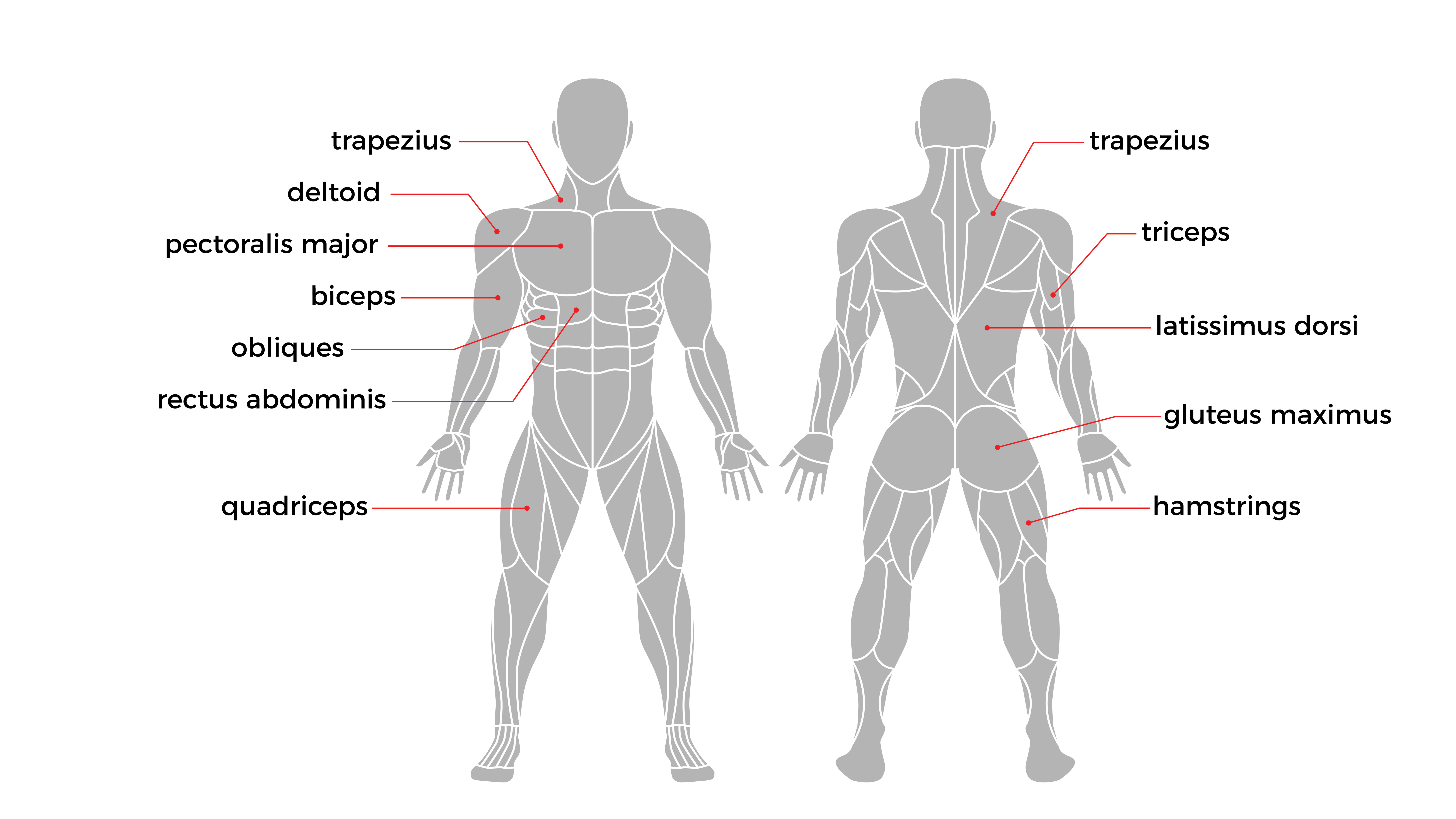 विभिन्न प्रमुख मांसपेशी समूहों को दर्शाने वाला स्नायु मानचित्र