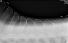 Fig-3_138003201_208939141.jpg