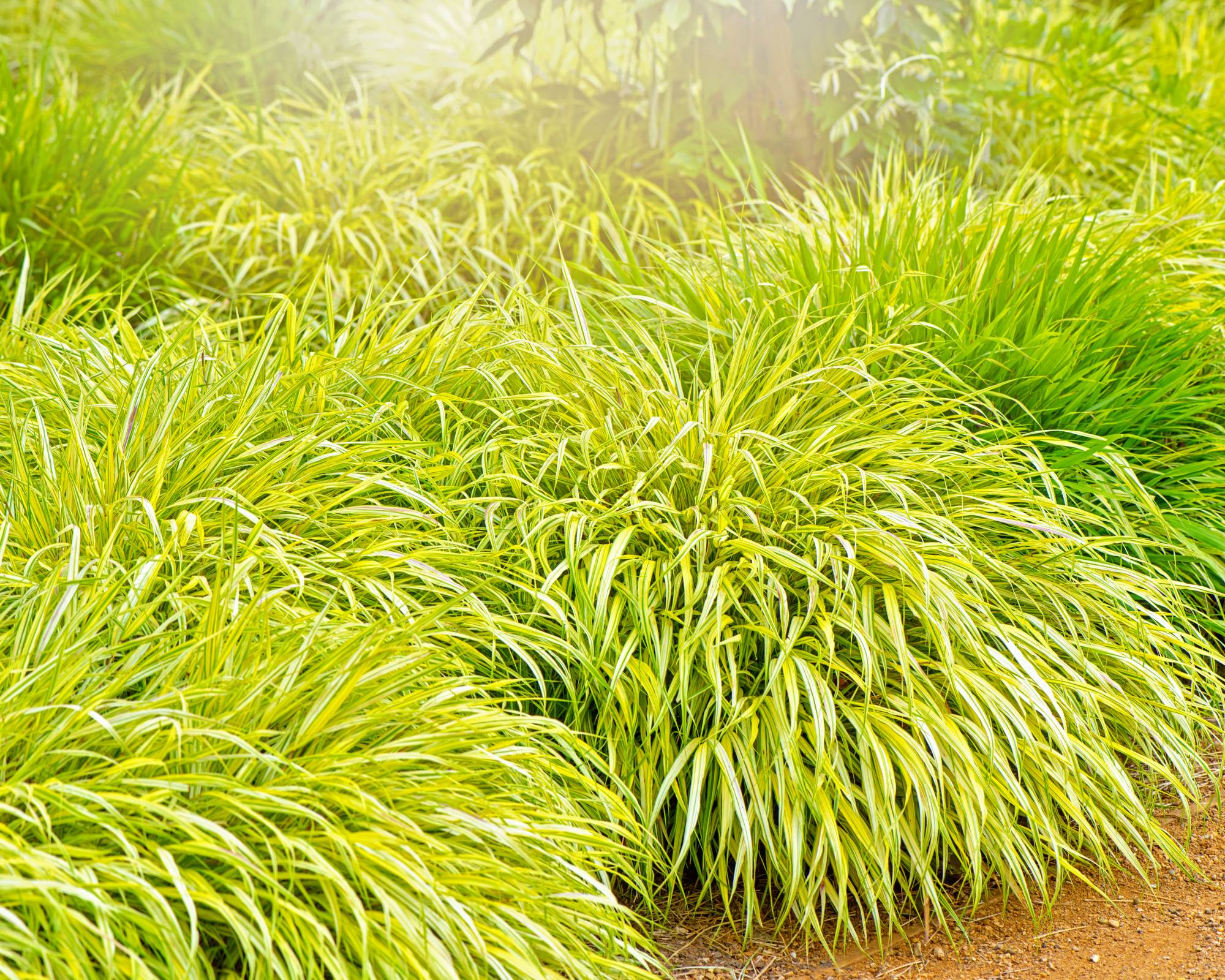 Bright green Japanese forest grass ornamental grass