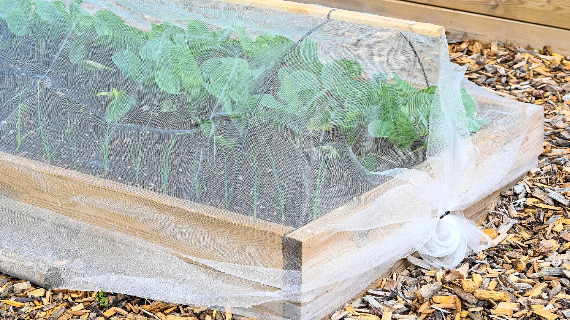 Experts reveal how to keep pigeons out of your garden | Woman & Home