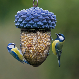 Two Bluetits eating from an acorn shaped bird feeder.