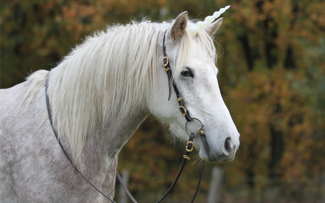 Unicorn-Corner-Image-7