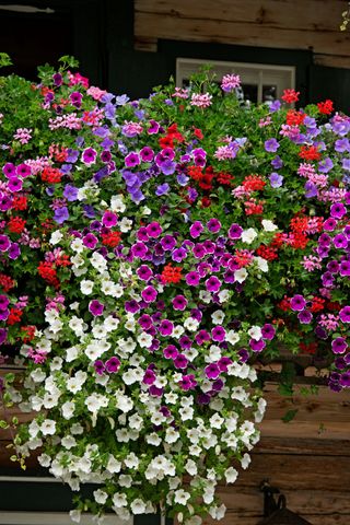 Petunias outside a front door