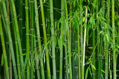 Bamboo may be the literal building blocks of the future.