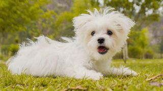 Maltese dog laying on grass