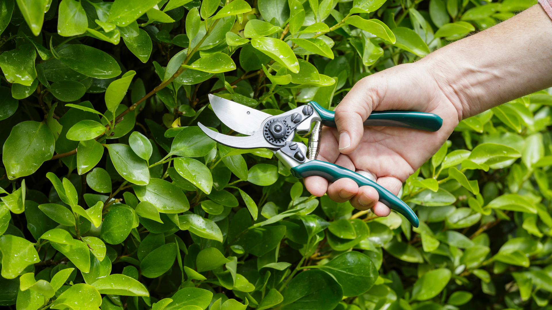 Best Gardening Tools for Arthritis Sufferers