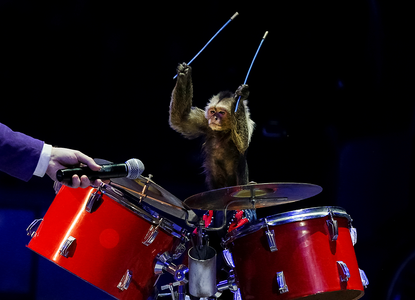 A monkey playing the drums.