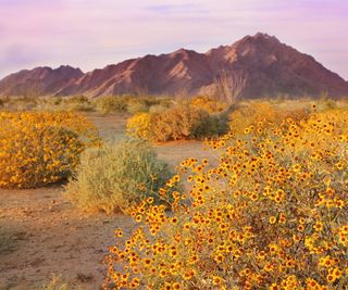 Desert landscape with flora and yellow flowers